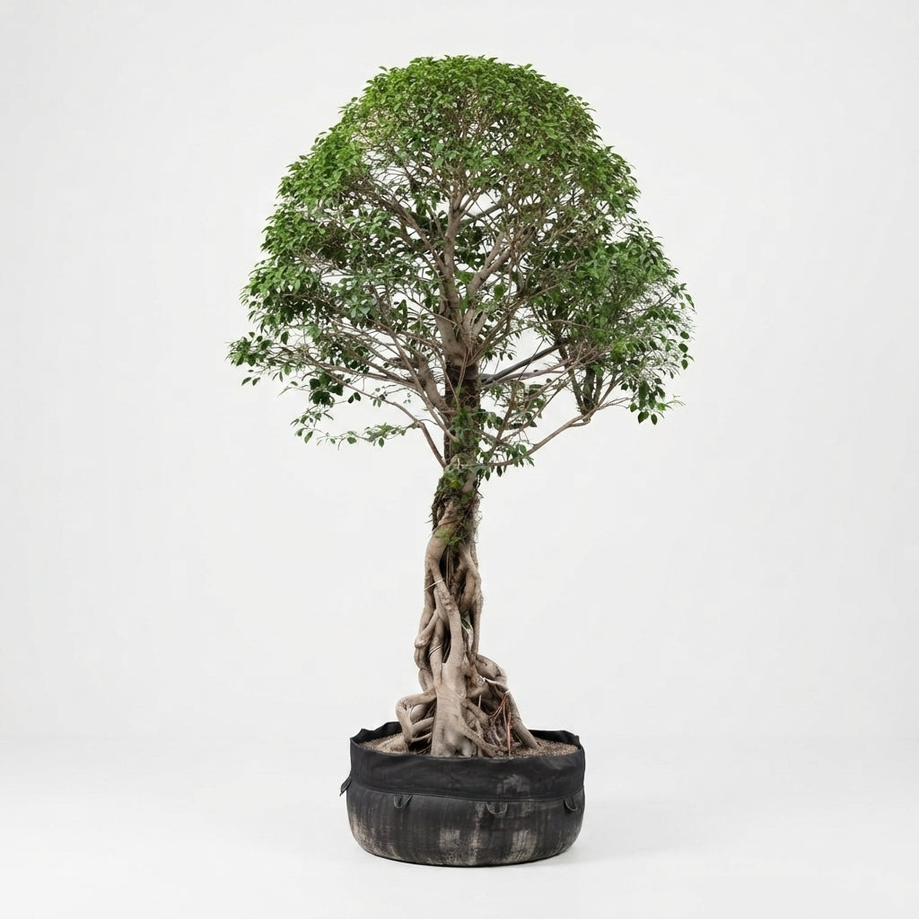 Ficus Spp.--Red Leaves - Height 370cm Width 180cm