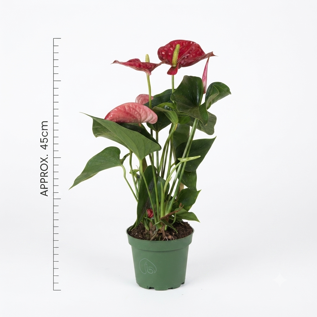 Anthurium (أنثوريوم)