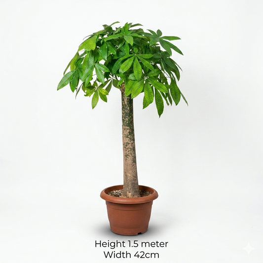 Bashira Plant