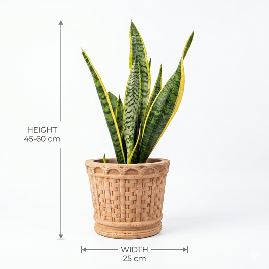 Terracotta Small Pot / Snake Plant Small