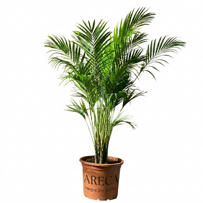 أريكا بالم – Areca Palm (Dypsis lutescens)
