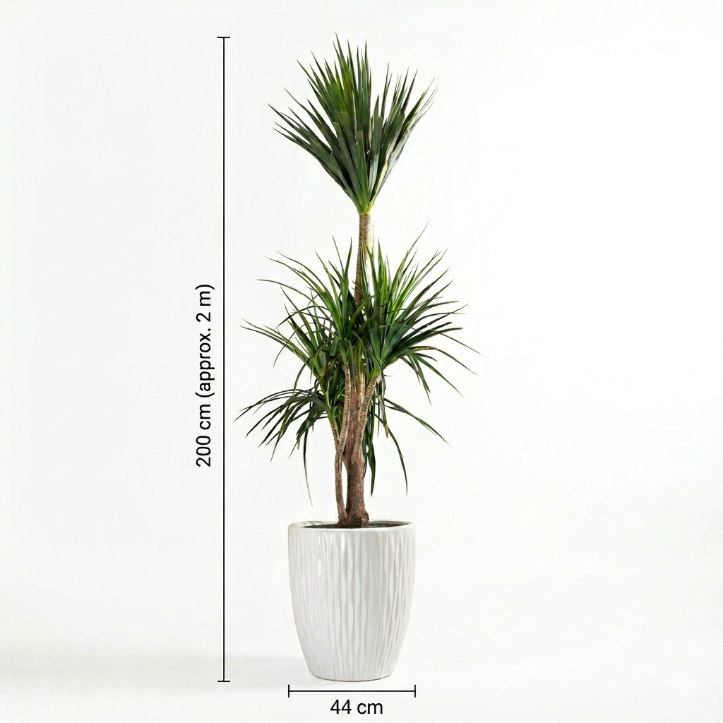 Dracaena / White Ceramic pot
