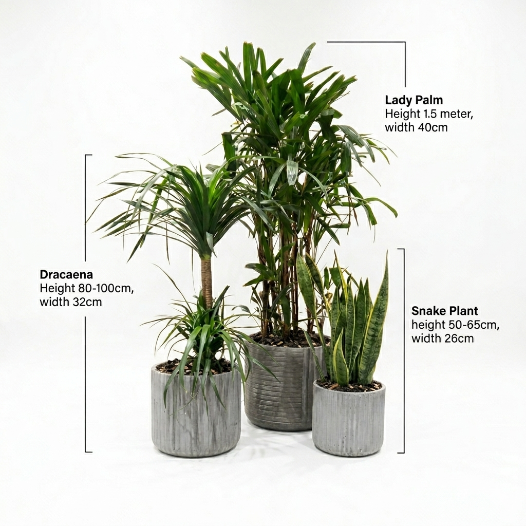 Lady Palm/Dracaena/Snake Plants (Set 3 pc's) / Cement Pots