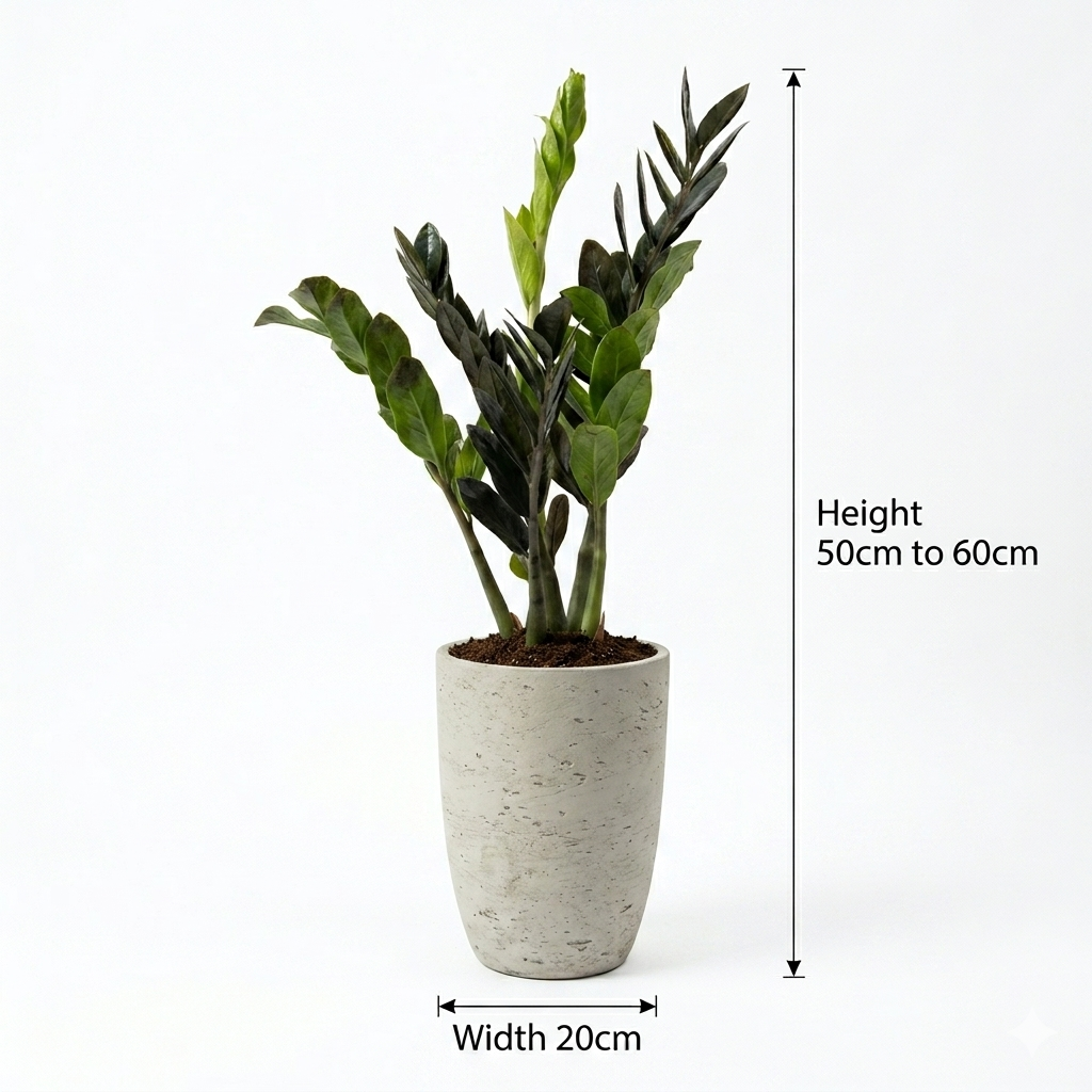 Zizi / Grey Pot