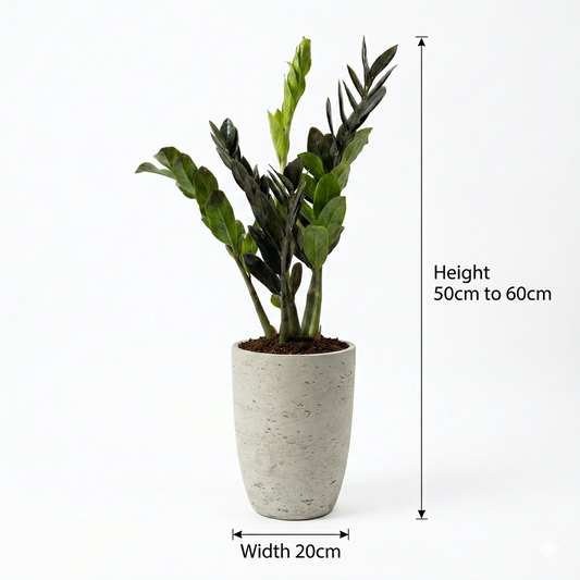 Zizi / Grey Pot