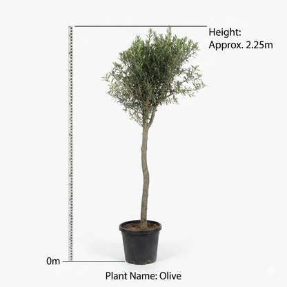 Olive Long Tree