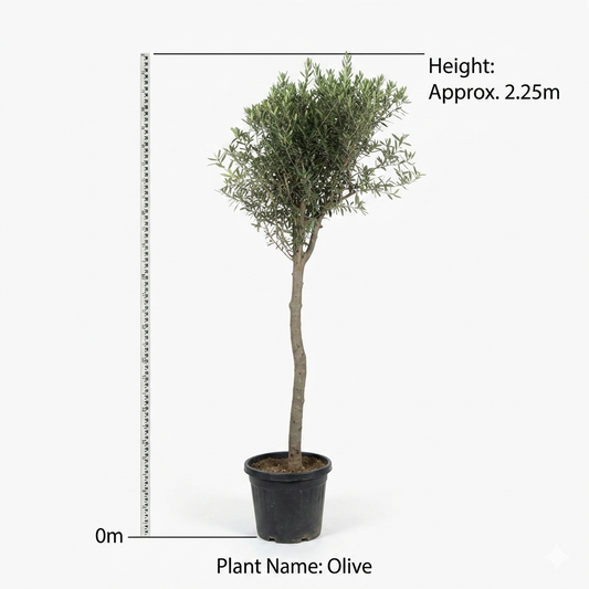 Olive Long Tree