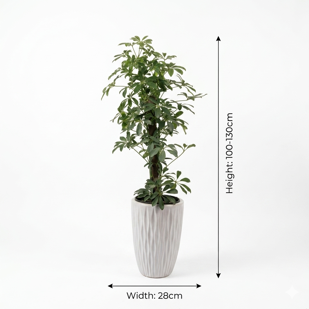 Schefflera Arboricola/ White Ceramic Pot