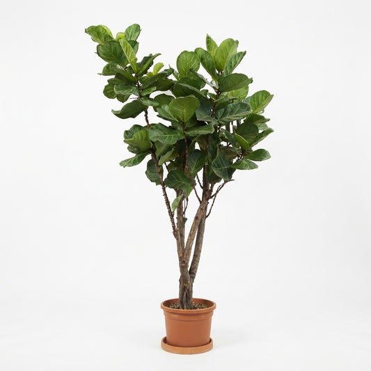 Fiddle Leaf Fig (Ficus lyrata)