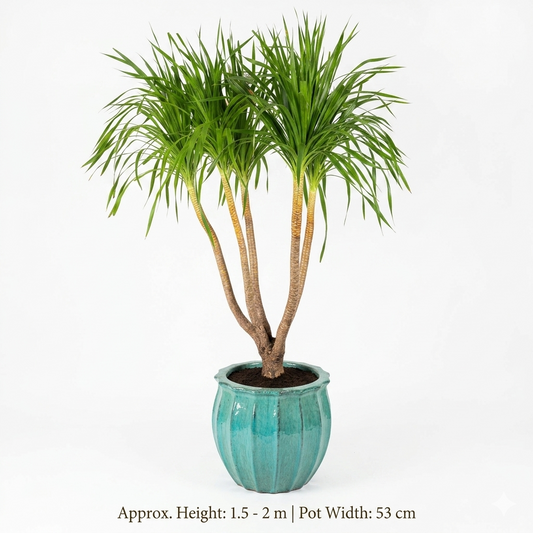 Dracaena / Green Turquoise Pot