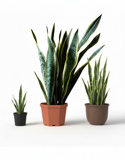 سنيك بلانت – Snake Plant