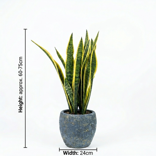 Turquoise Sky Blue Pot/ Snake Plant