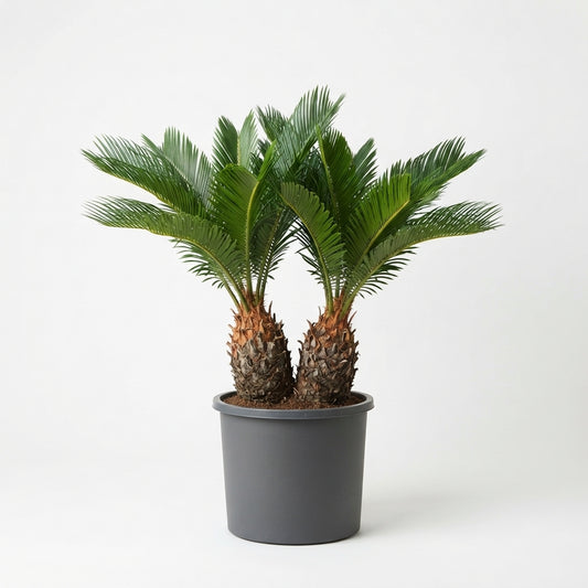 Sago Palm, Cycas Revolutaنخلة السايكس (سيكاس)