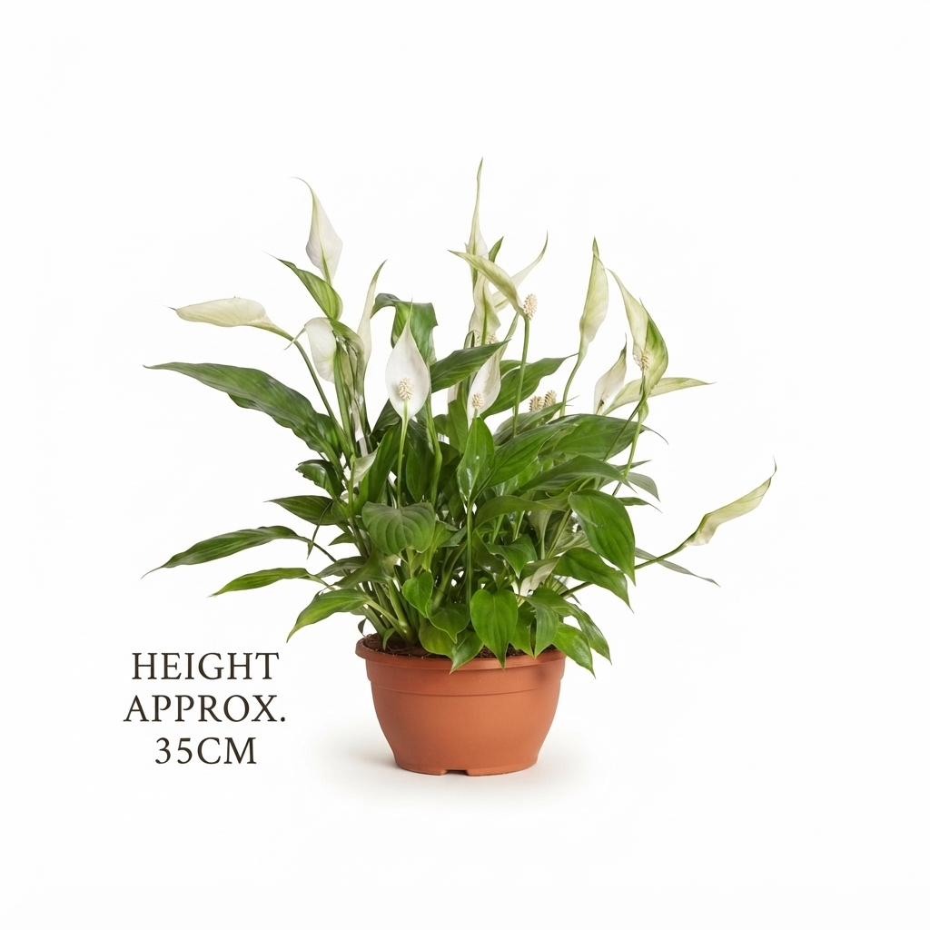 Peace Lily (زنبق السلام) Height Approx. 40cm