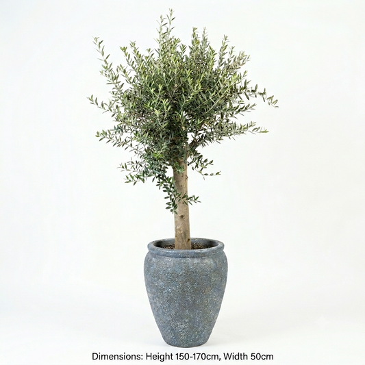 Ocean Blue / Urn or Egg-Shaped Pot / Olive Tree