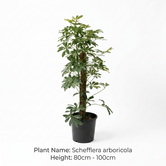 Schefflera arboricola