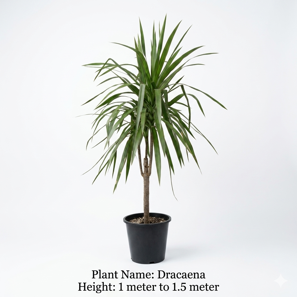 Dracaena Plant