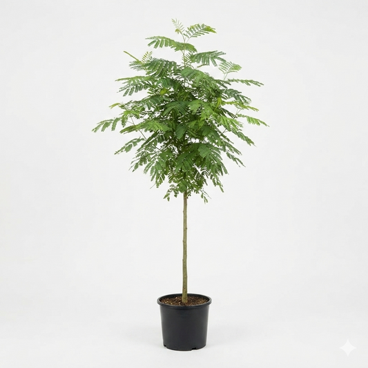 Barhama_ Large Plant Approx Height 3 Meter's