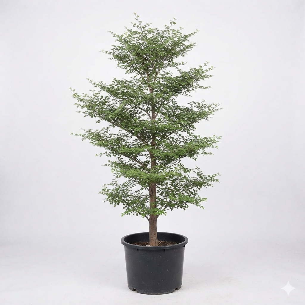 Terminalaya Plant