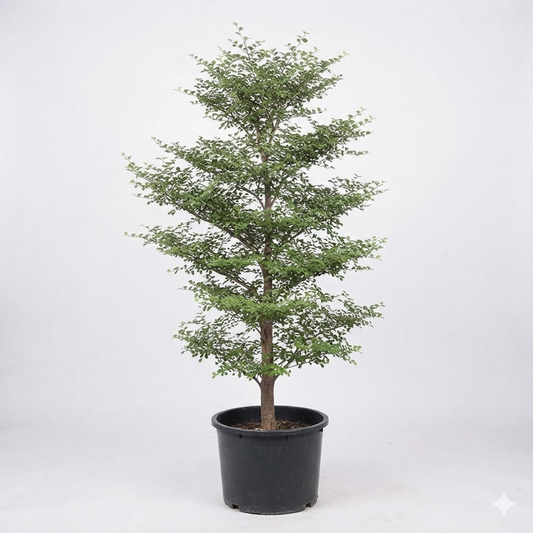 Terminalaya Plant