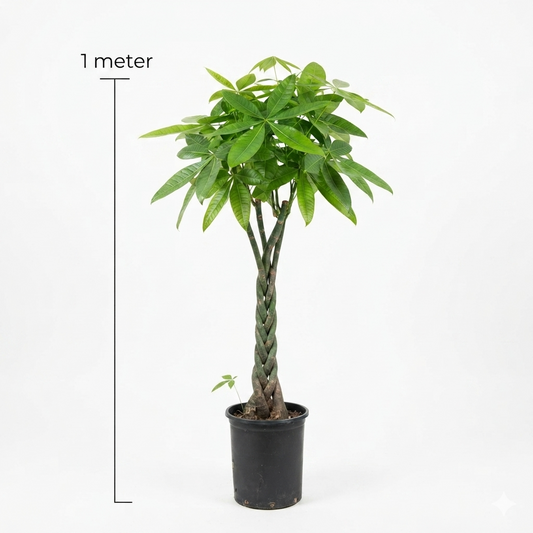 Bashira Plant / Medium (Approx Height 1 Meter)