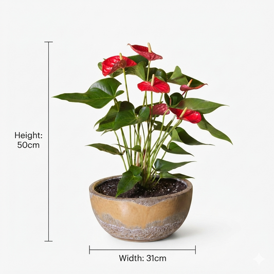 Anthurium أنثوريوم
 / Yellow Foam Glaze Bowl Pot
