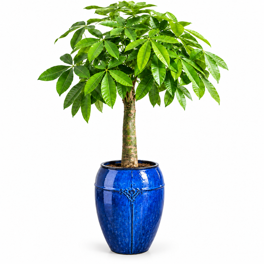 Bashira Plant/Falling Blue Shiny Glaze _Large Pot