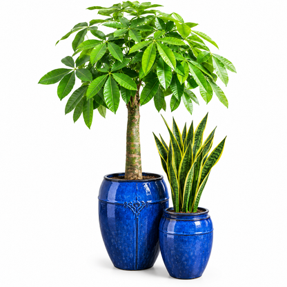 Snake/Bashira - Tall Round Pot Set of 2 – Falling Blue Shiny Glaze