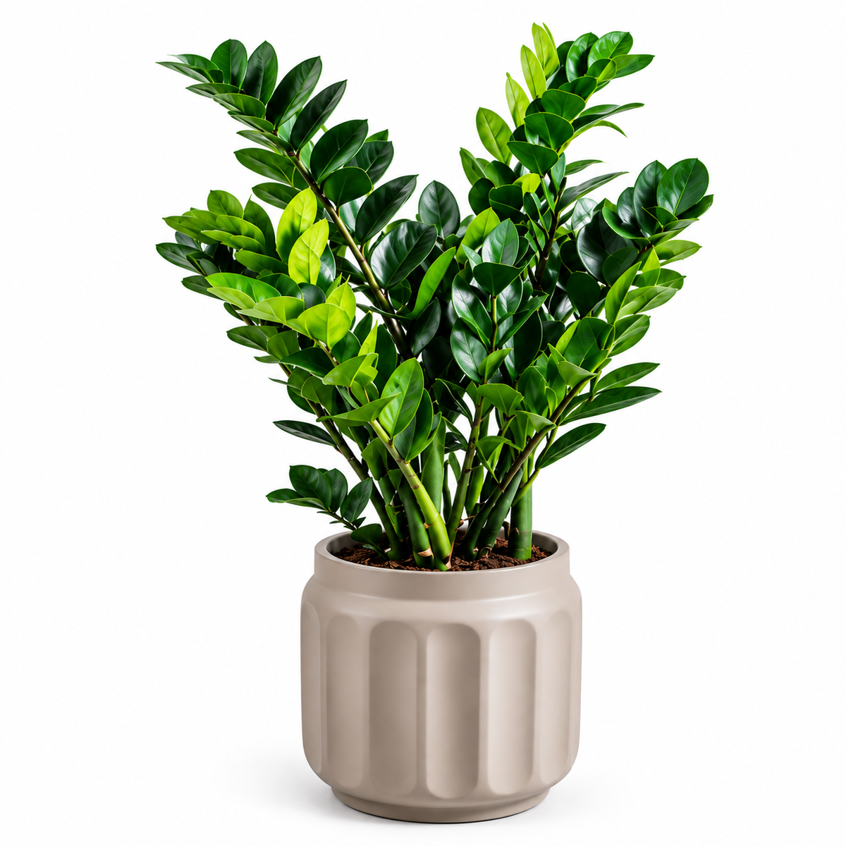 Zizi & Natural Grey Cylinder Small pot
