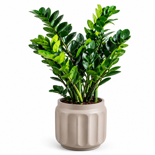 Zizi & Natural Grey Cylinder Small pot