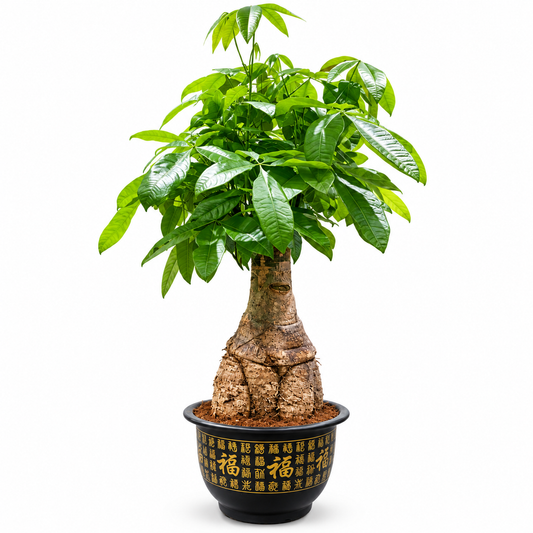 Bashira (Height Approx 120cm)