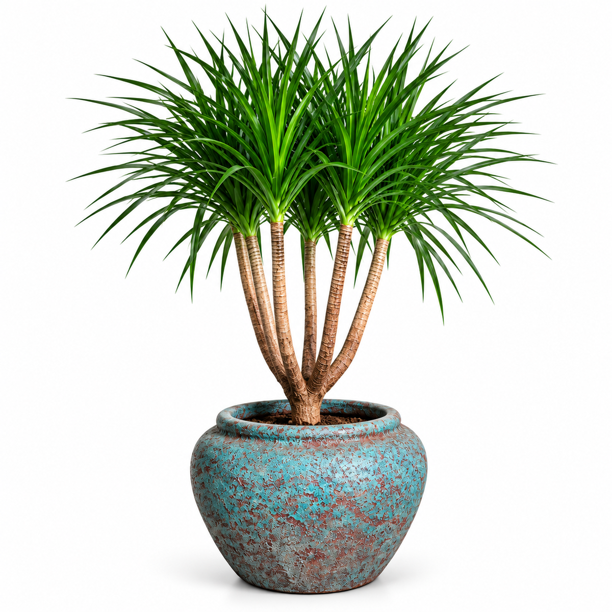 Dracaena/Jade Blue Ancient Tidi (Large Pot)