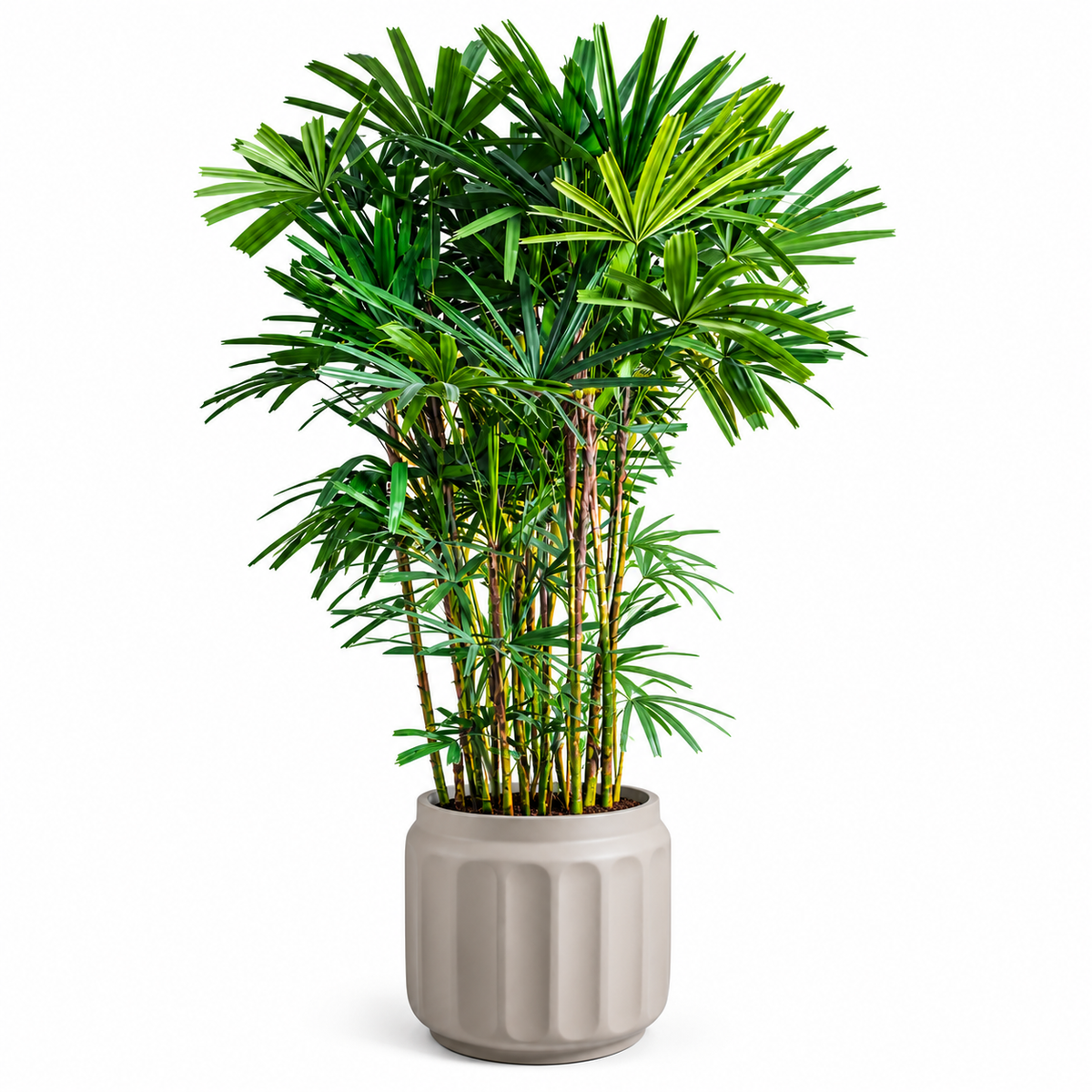 Lady Palm / Natural Grey Pot Approx 2 Meters
