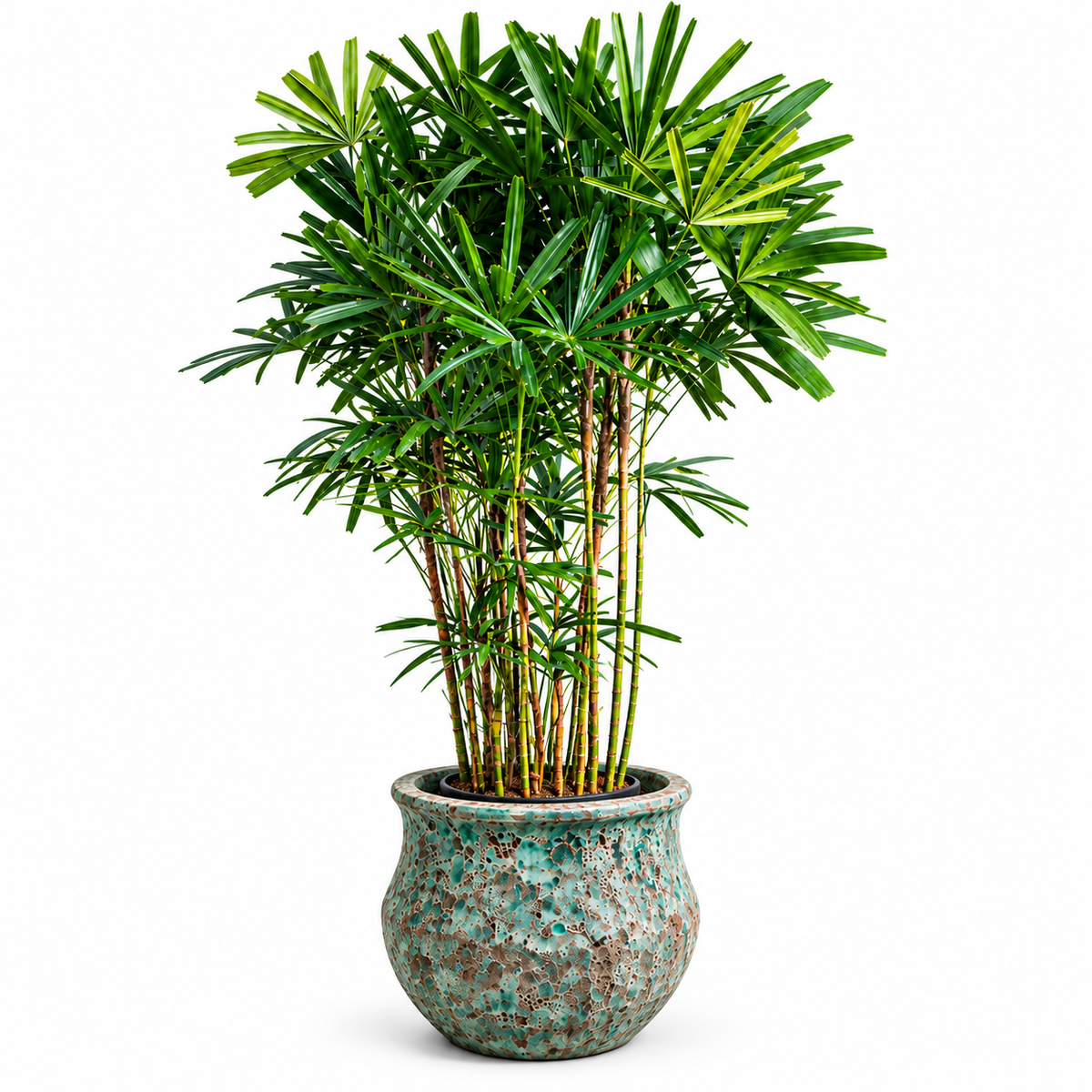 Lady Palm/ade Blue Ancient Tidi (Large Pot)