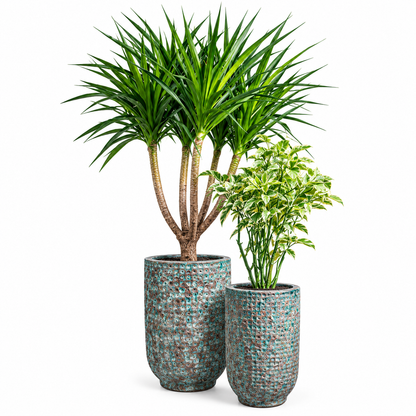 Dracaena Multi Trunks/ Euphorbia (Zig Zag) - Cylinder Round Pot Set of 2 – Jade Green Bubble Glaze