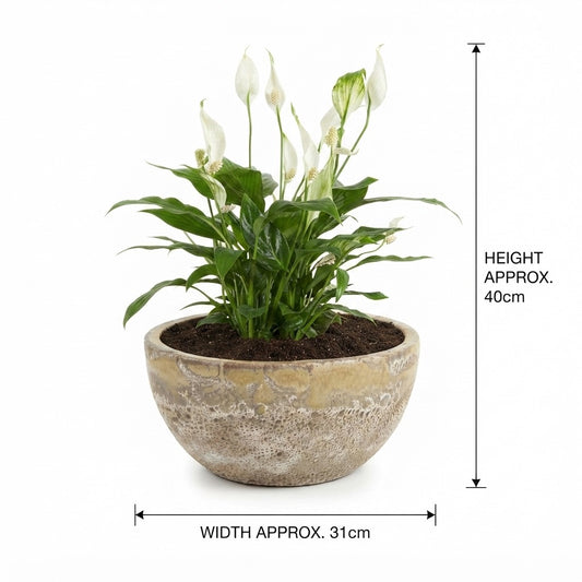 Peace Lily (زنبق السلام)/ Yellow Foam Glaze Bowl Pot