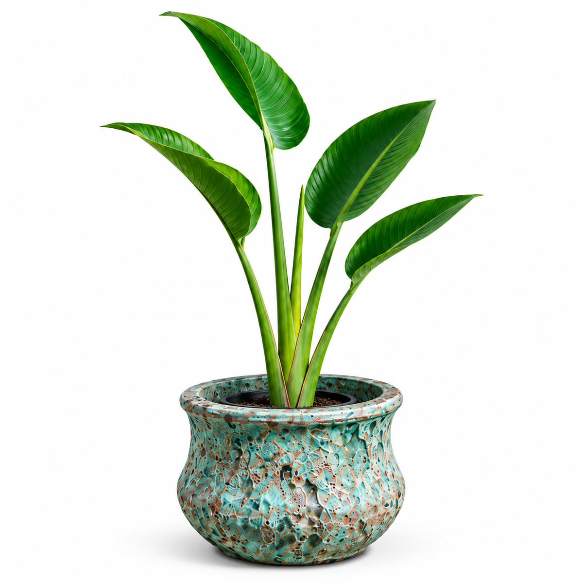 Bird of Paradise/Jade Blue Ancient Tidi (Medium Pot)