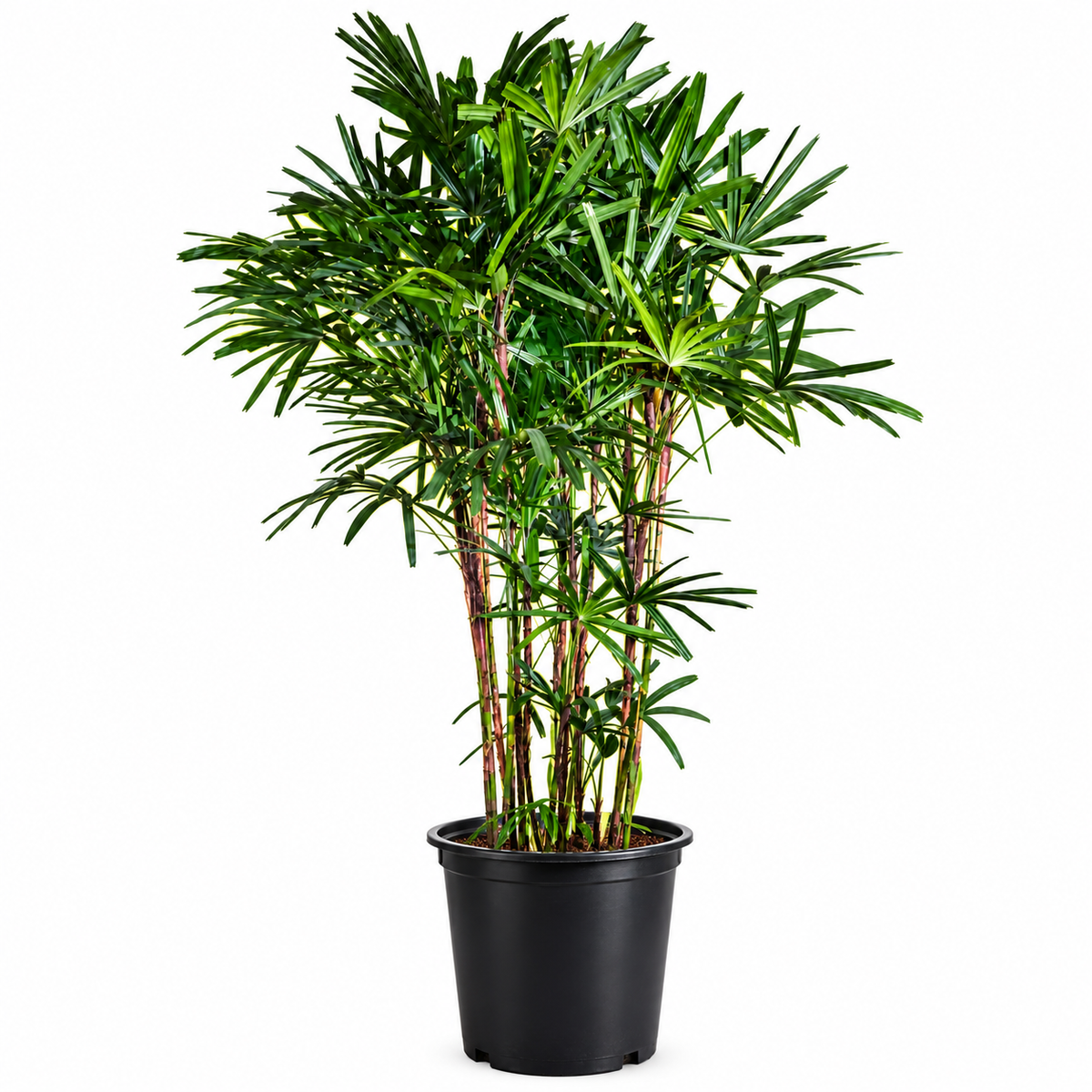 Lady Palm / Approx 2 Meters