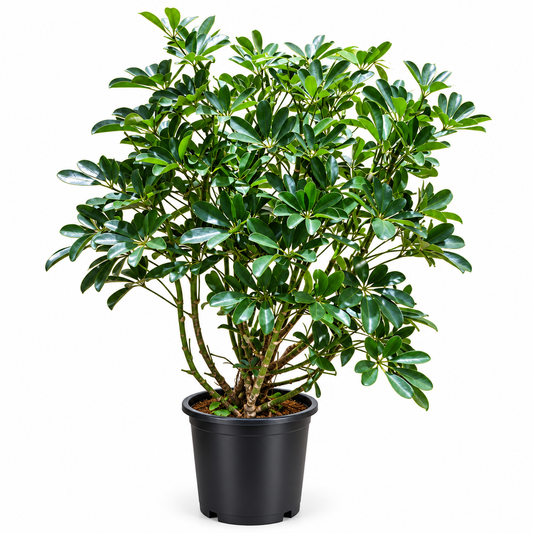 Scheflera Plant (Approx Height 80-100cm)