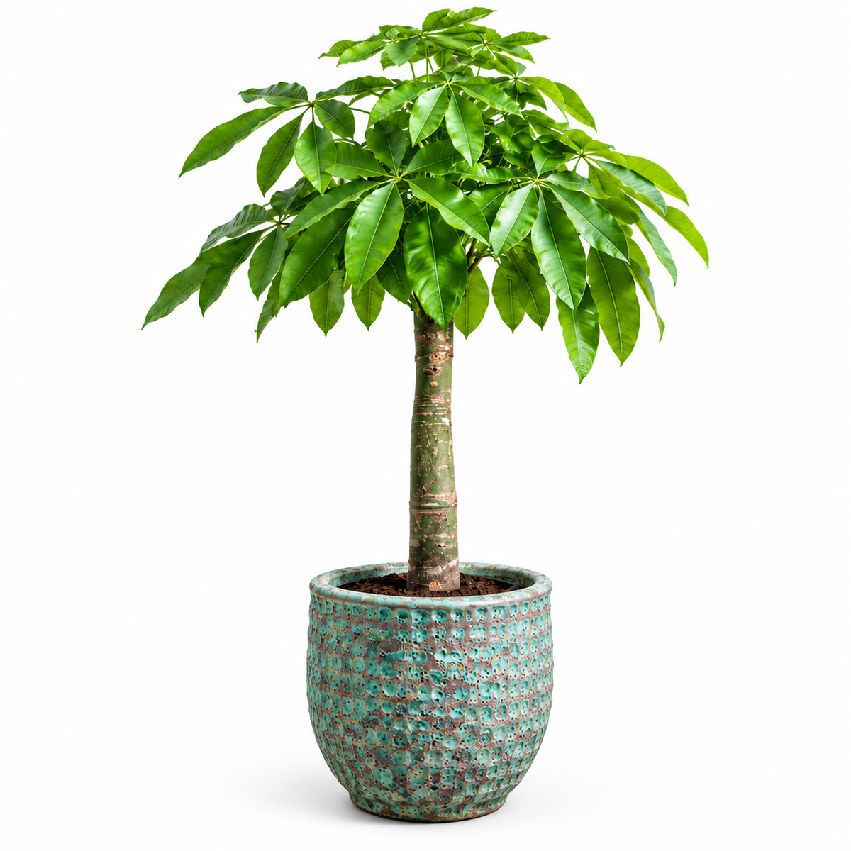 Bashira Plant/ Jade Green Bubble Glaze (Large Pot)