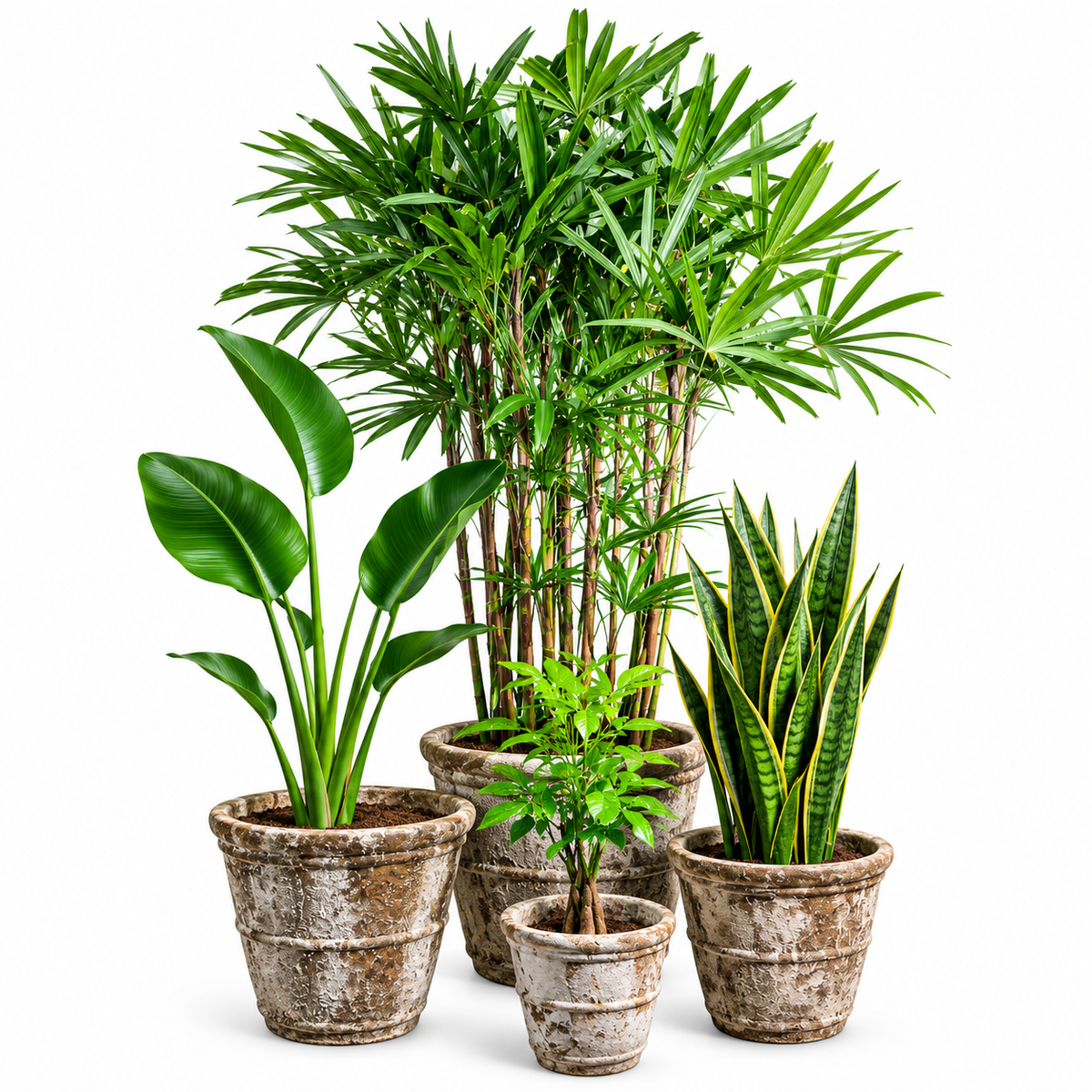 Lady Palm-BOP-Snake Plants/Conical Round Pot Set of 4 – Ancient Rust