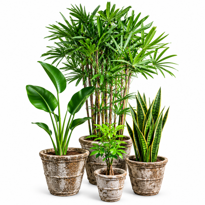 Lady Palm-BOP-Snake Plants/Conical Round Pot Set of 4 – Ancient Rust