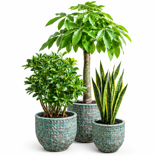 Bashira/Schefflera/Snake - Jade Green Bubble Glaze Round Pot Set of 3