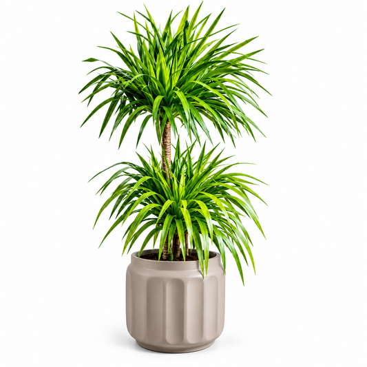 Dracaena Double Tier plant/Natural Grey pot