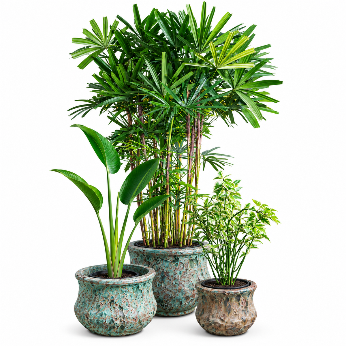 Lady Palm-Euphorbia (Zig Zag plant)-Bird of Paradise/Round Pot Set of 3 – Jade Blue Ancient Tidi