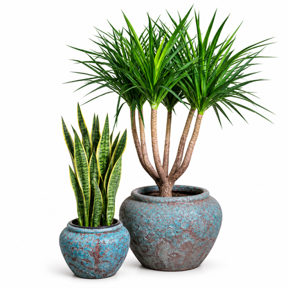 Dracaena Multi Trunk-Snake/Round Pot Set of 2 – Jade Blue Ancient Tidi