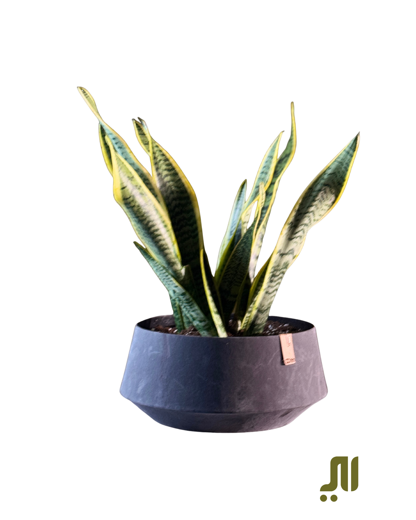 Snake Plant & Grey Pot