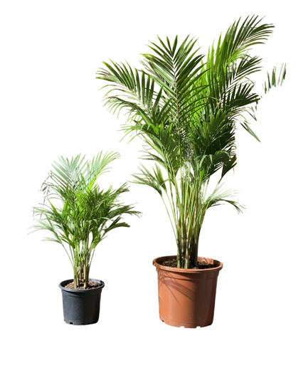 أريكا بالم – Areca Palm (Dypsis lutescens)