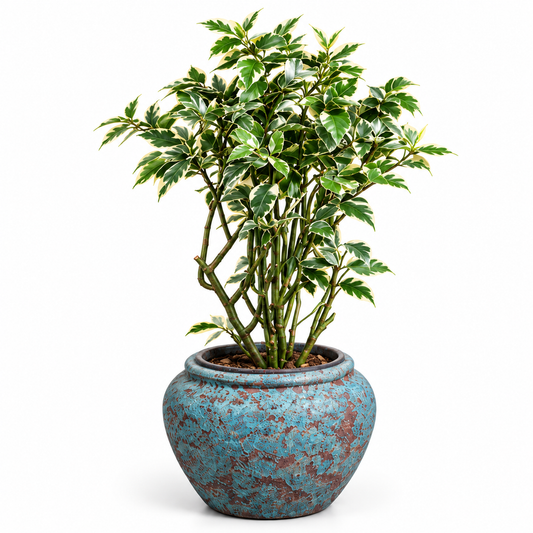 Devil's Backbone (Zig Zag) / Jade Blue Ancient Tidi (Small Pot 37×27 cm)