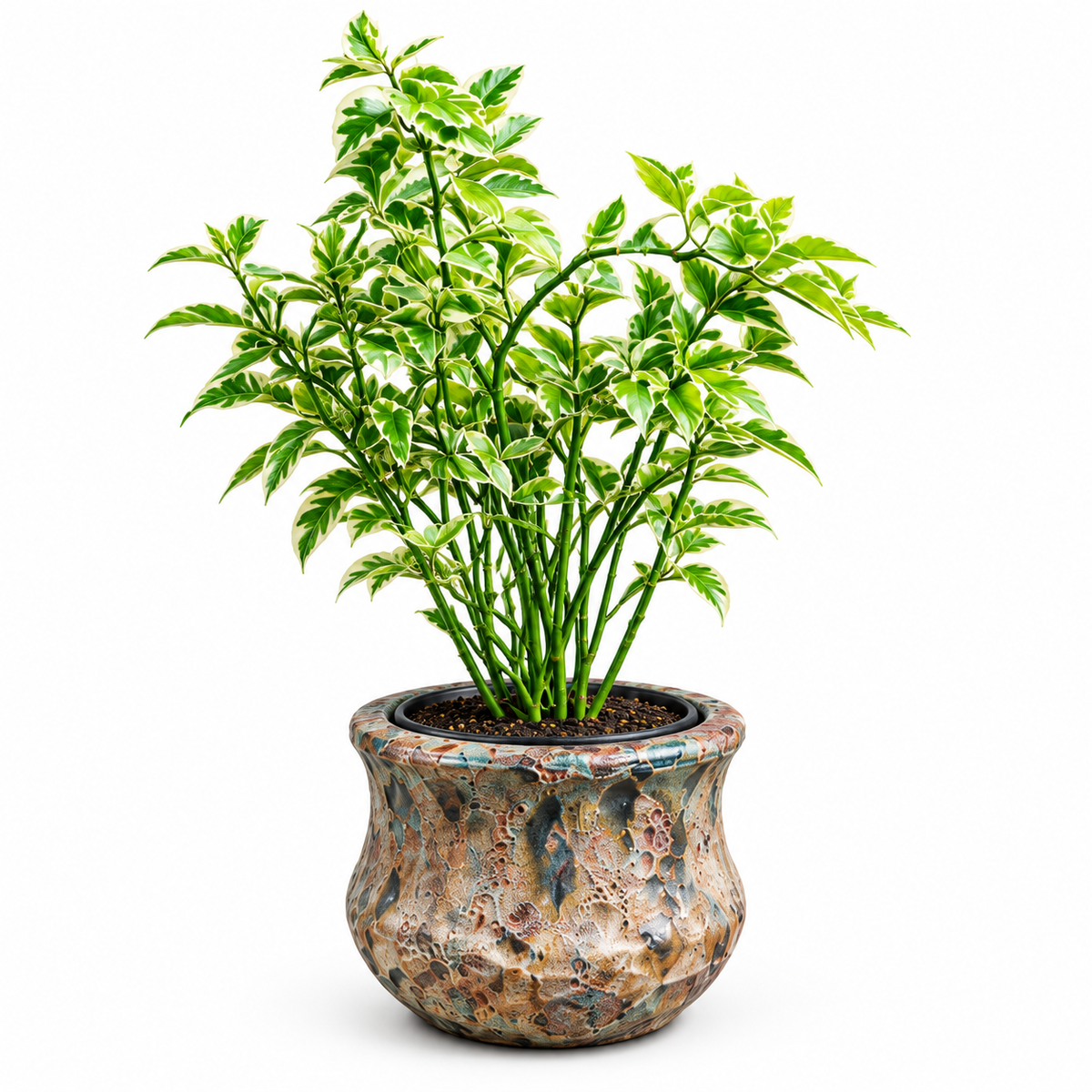 Devil's backbone/Zig zag & Jade Blue Ancient Tidi (Small Pot)